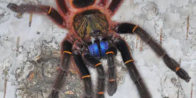 /img/17644-tarantula-habitat-safe.webp