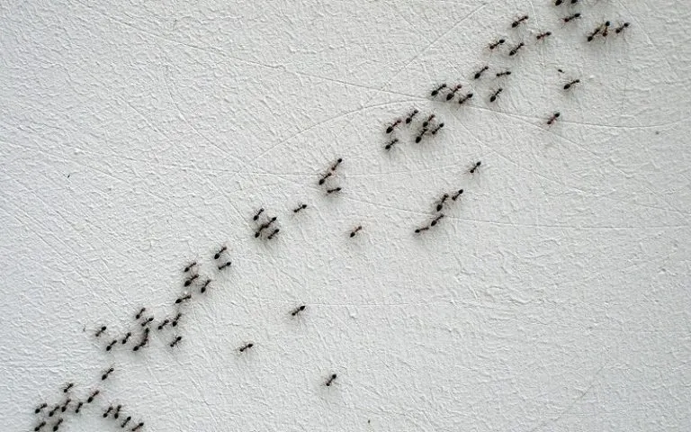 17645 fire ants close up
