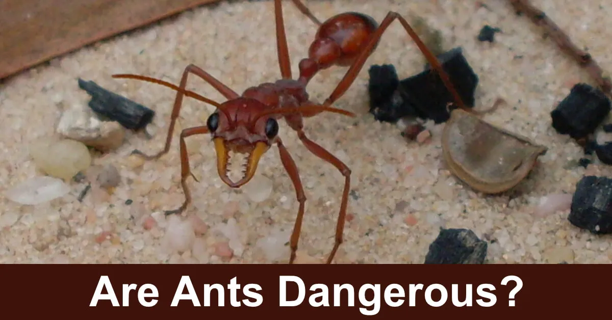 /img/17645-monitoring-ants-tarantulas.webp