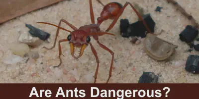 /img/17645-monitoring-ants-tarantulas.webp