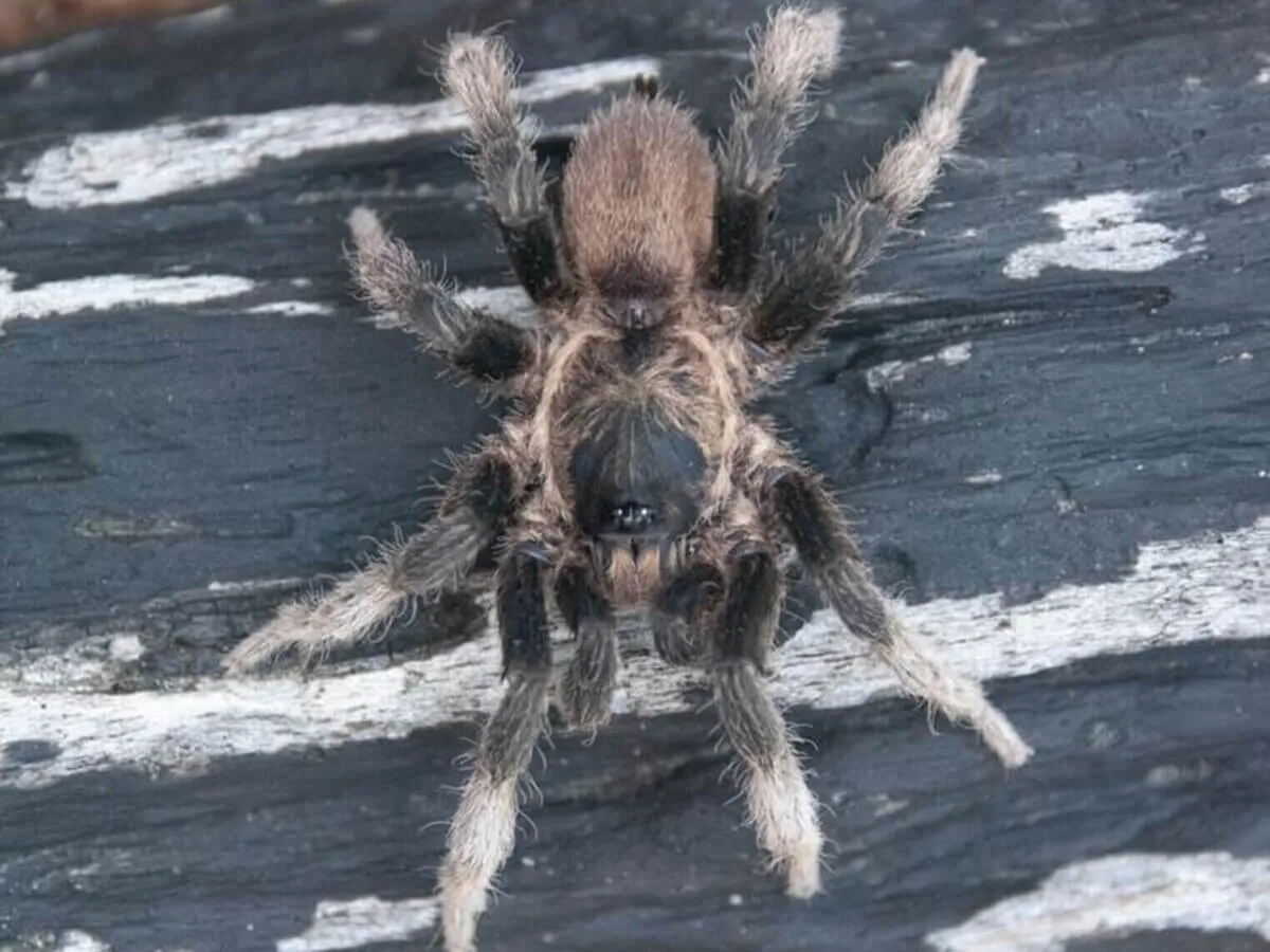 17646 new tarantula species discovery