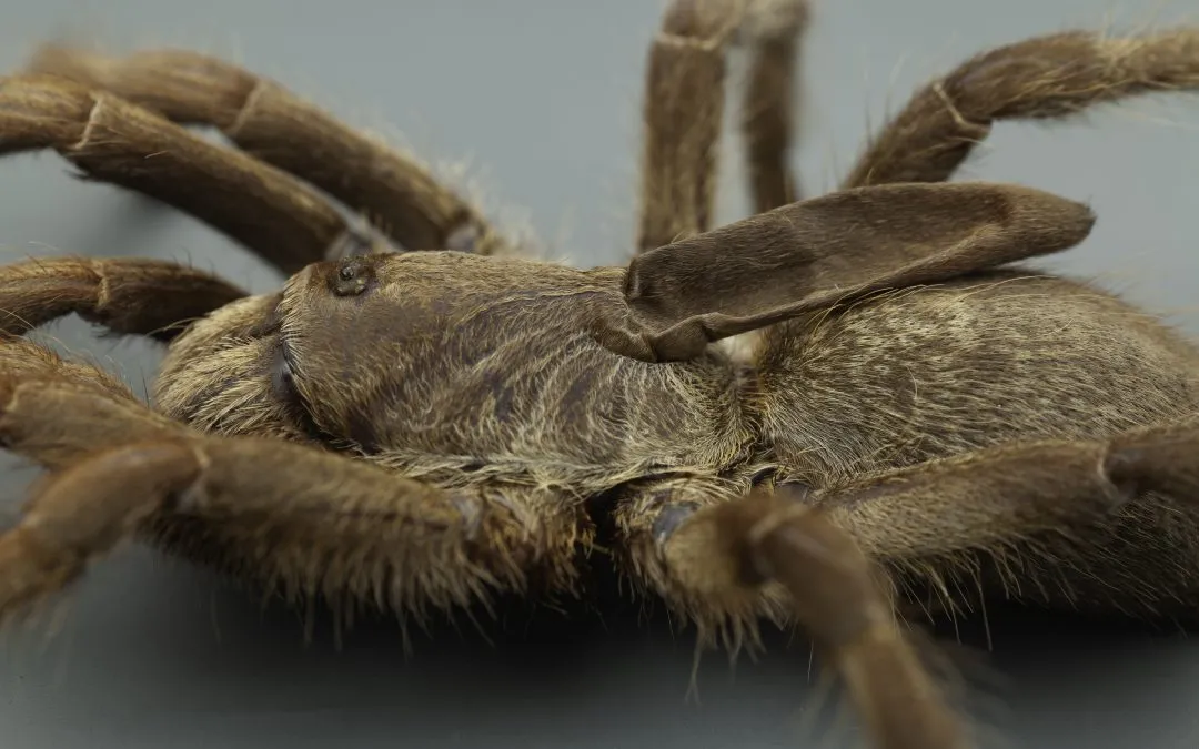 17646 tarantula close up