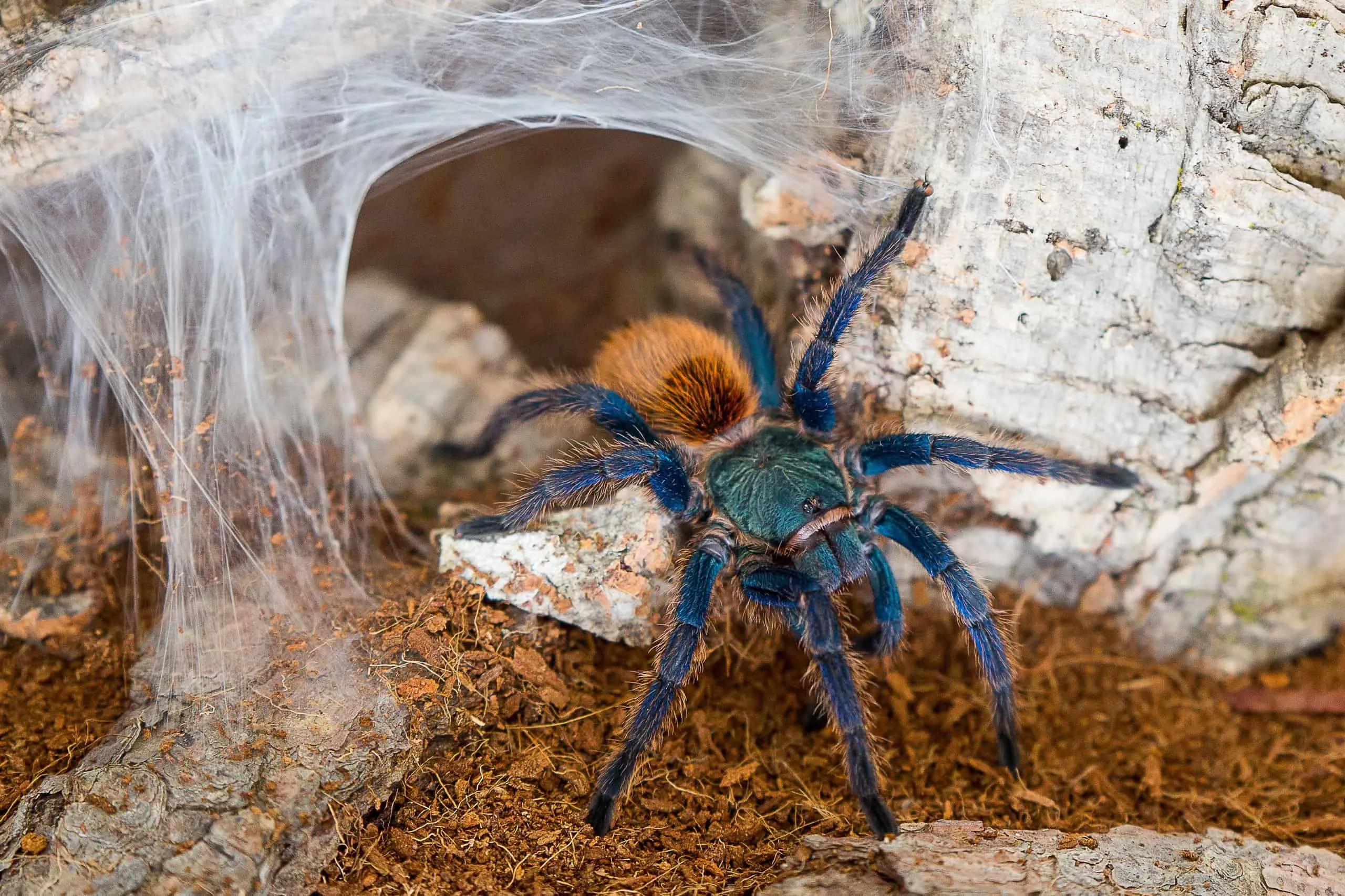 17646 tarantula conservation efforts