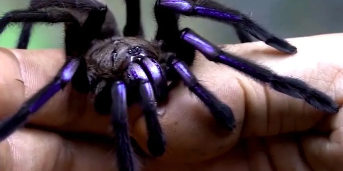 17646 tarantula diet feeding