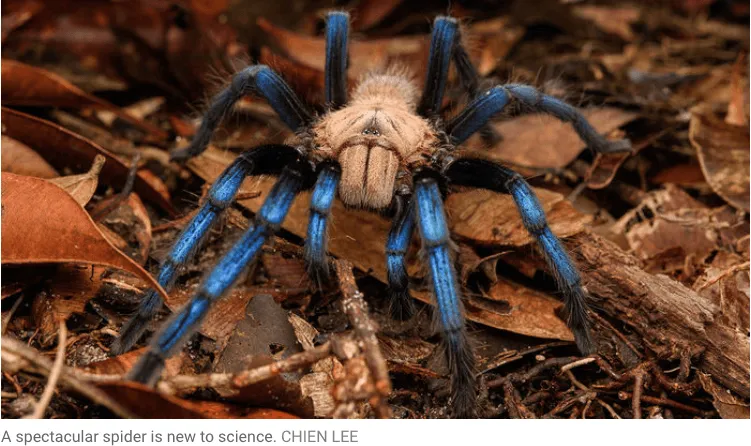 17646 tarantula habitat environment