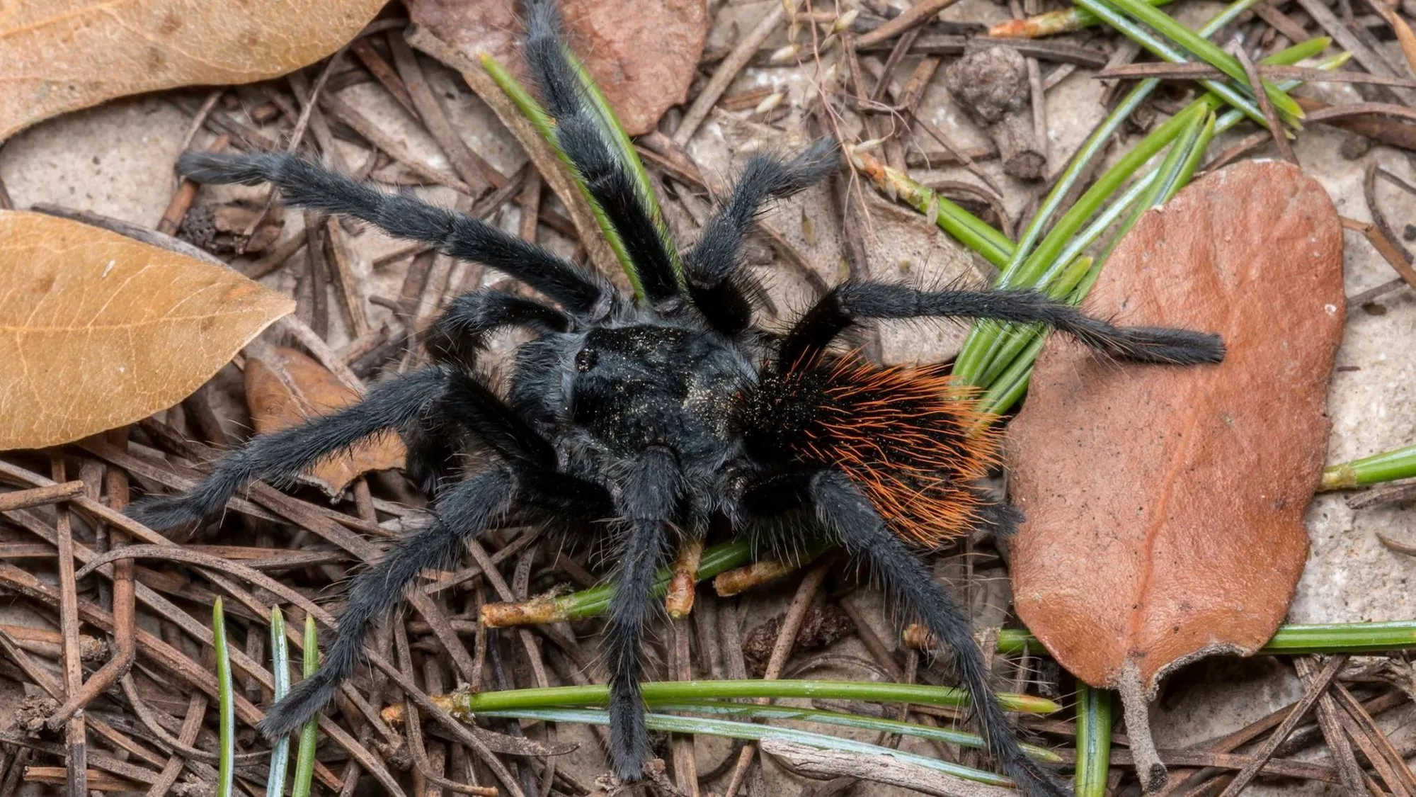 17646 tarantula physical characteristics