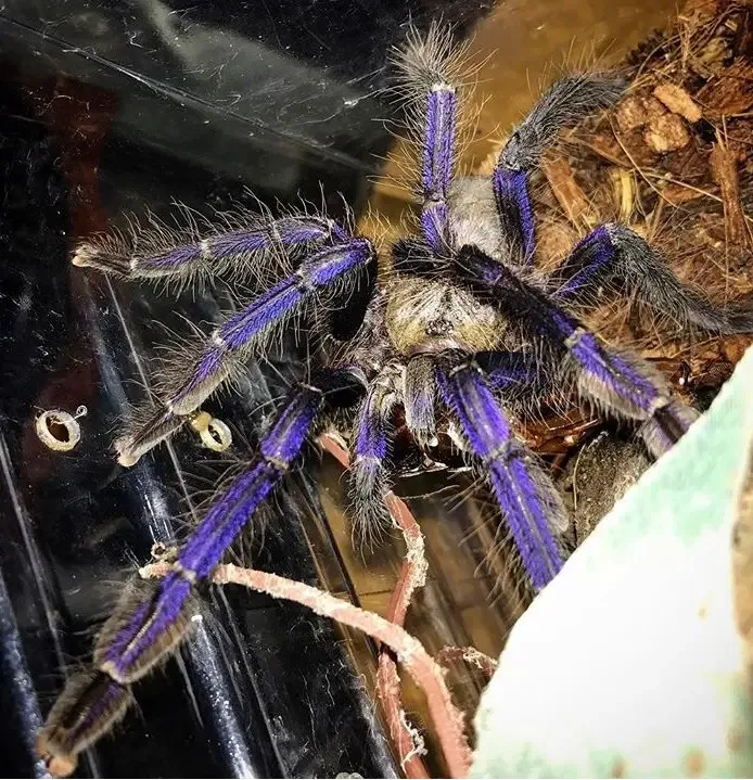 17647 brazilian blue tarantula handling