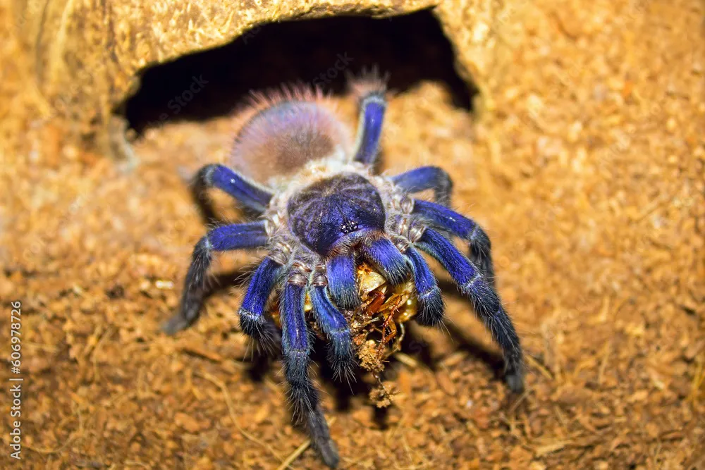 /img/17647-brazilian-blue-tarantula-health.webp
