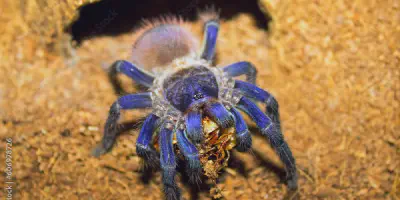 /img/17647-brazilian-blue-tarantula-health.webp