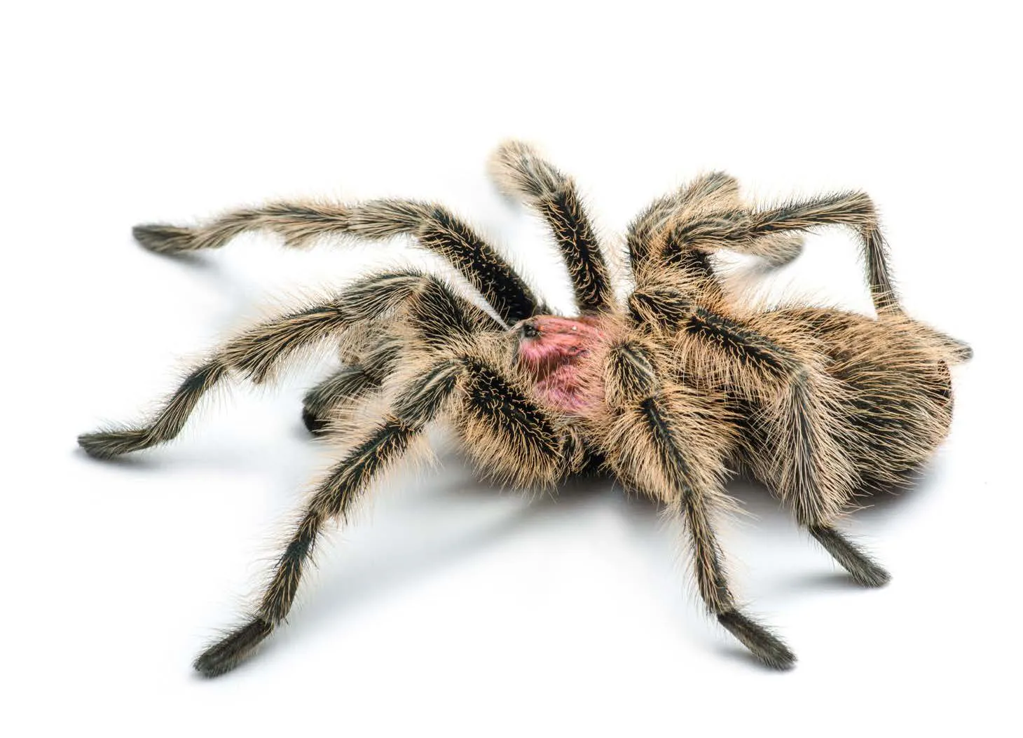 17656 rose hair tarantula handling