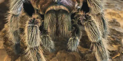 /img/17656-rose-hair-tarantula-spiderlings.webp