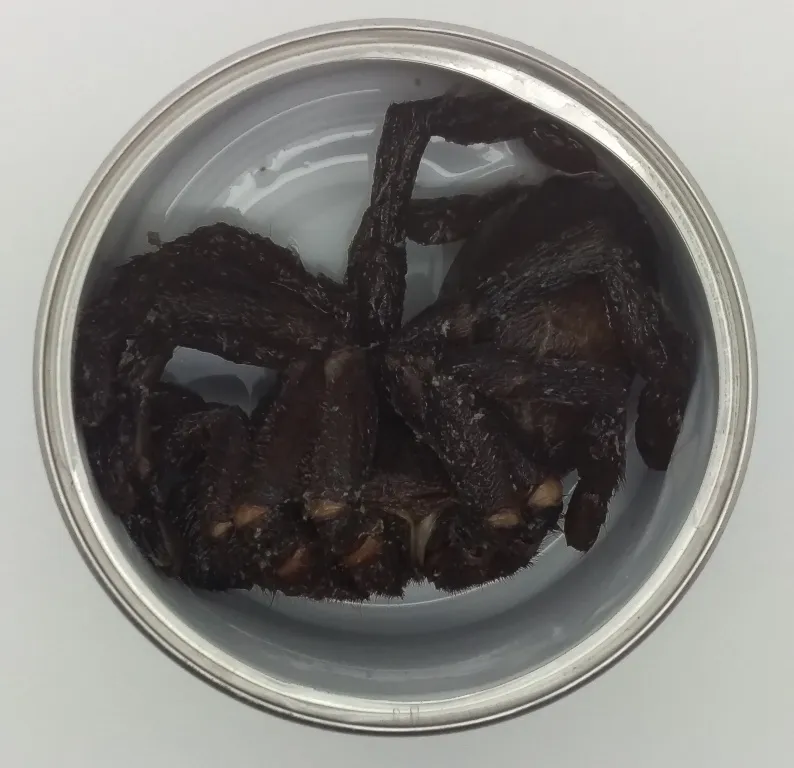 17658 tarantula market