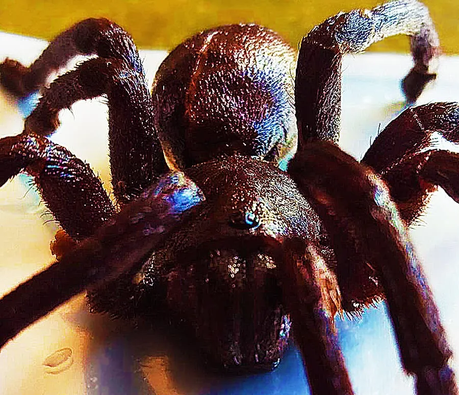 17658 tarantula nutrition