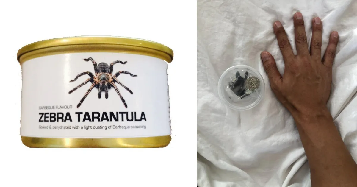 /img/17658-zebra-tarantula-closeup.webp