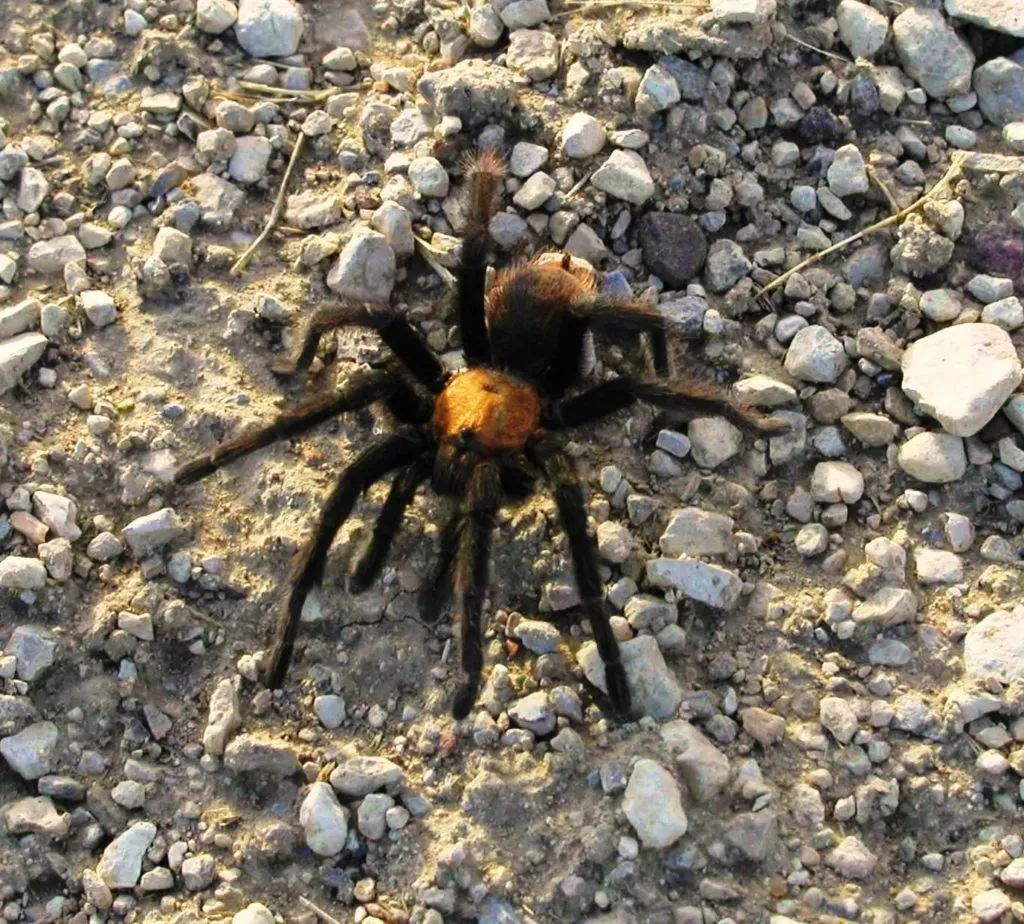 17664 tarantula mating ritual