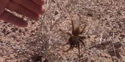/img/17664-tarantula-migration-group.webp