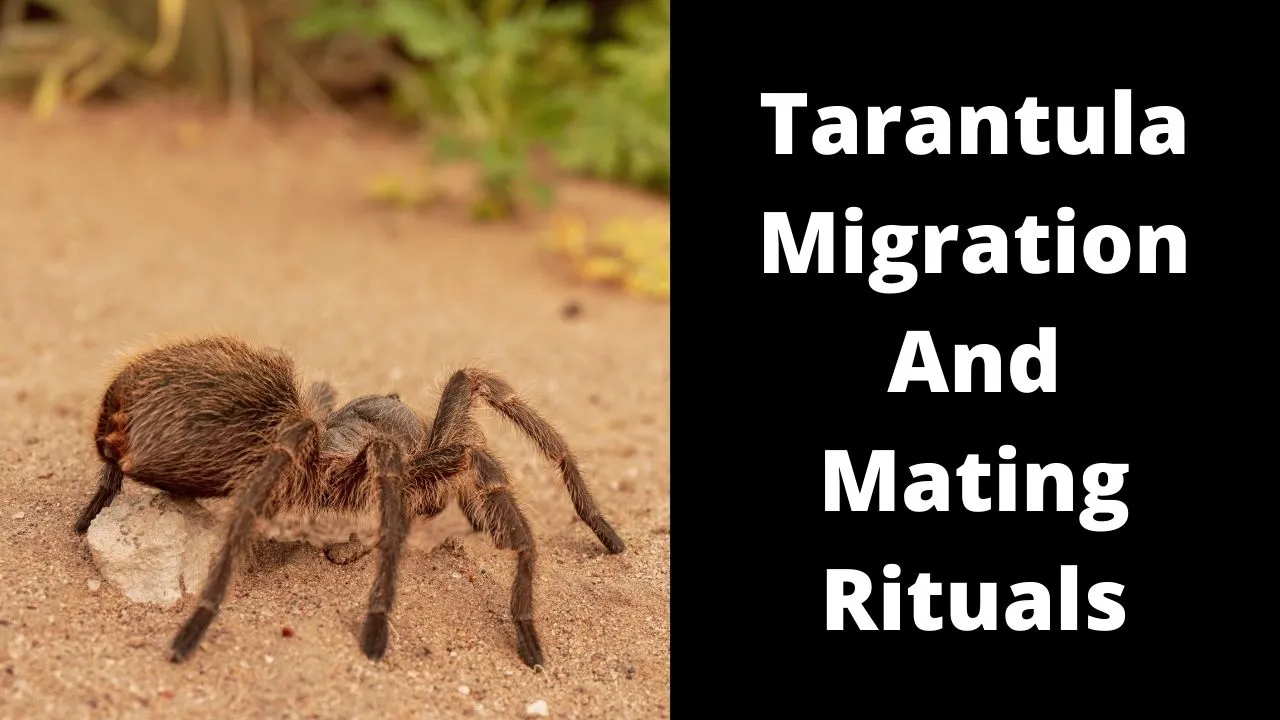 17664 tarantula migration habitat
