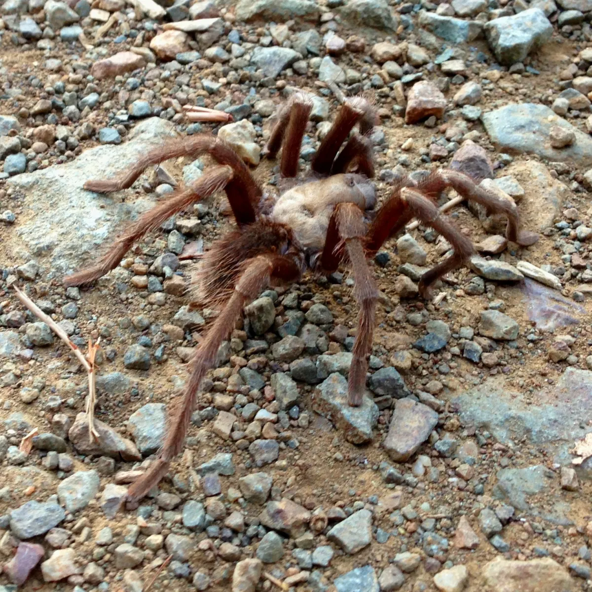 17664 tarantula migration seasonal