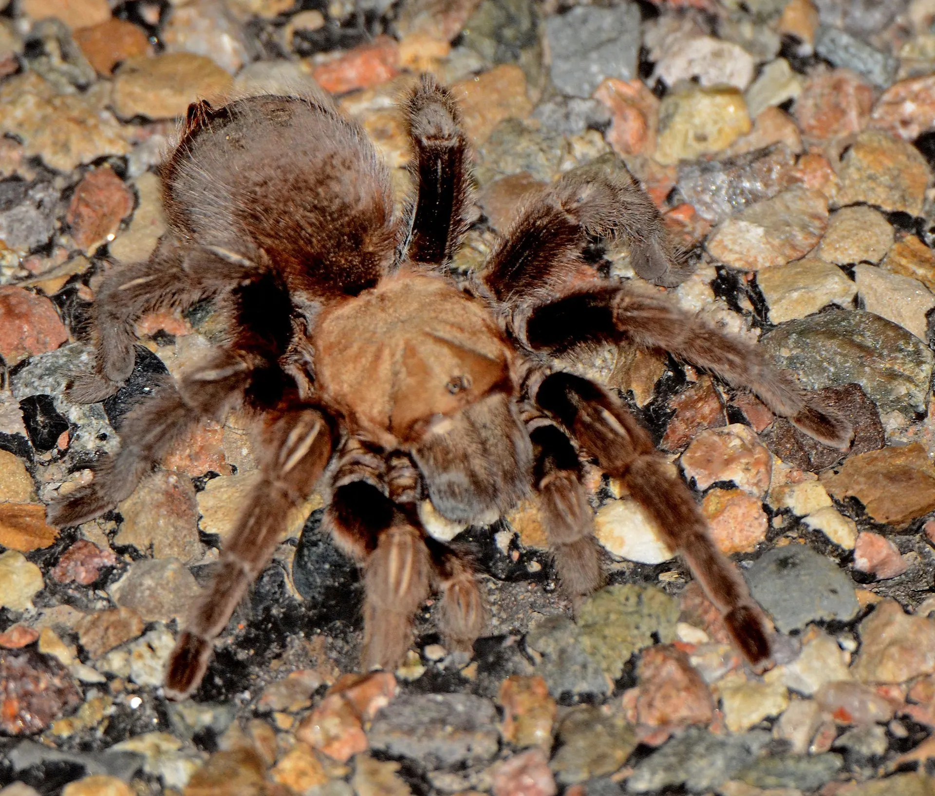 17664 tarantula predator