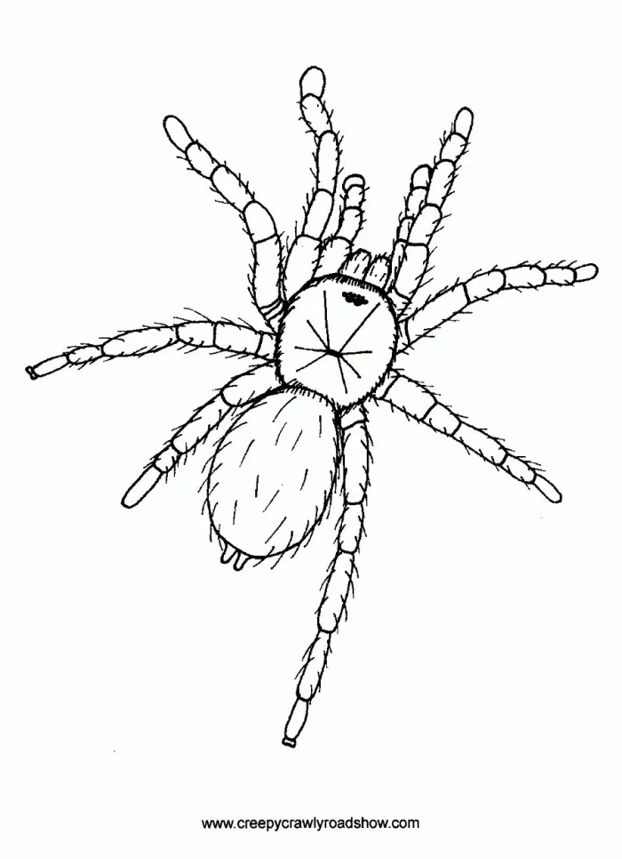 17668 tarantula as pets