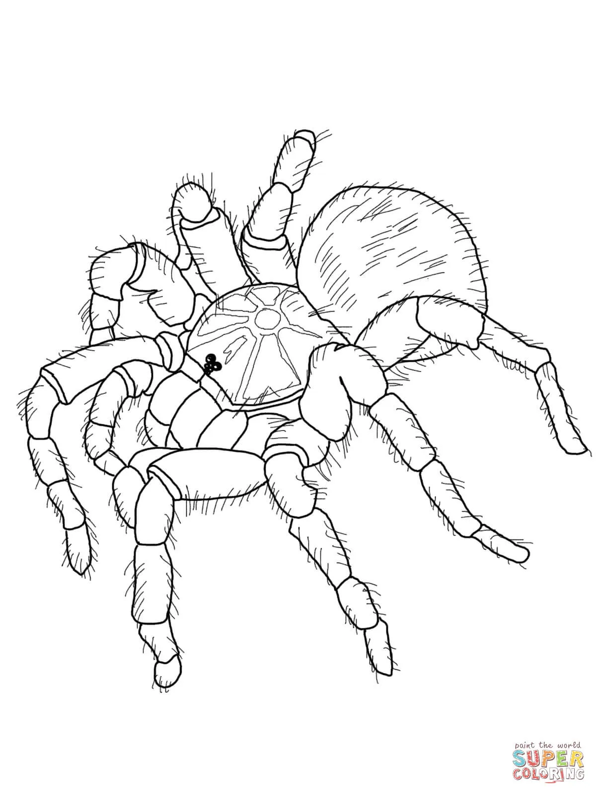 17668 tarantula color patterns