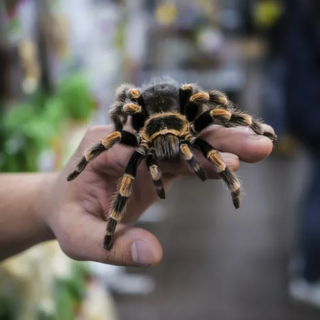 17671 tarantula choosing