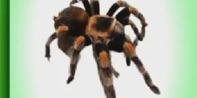 /img/17671-tarantula-habitat.webp