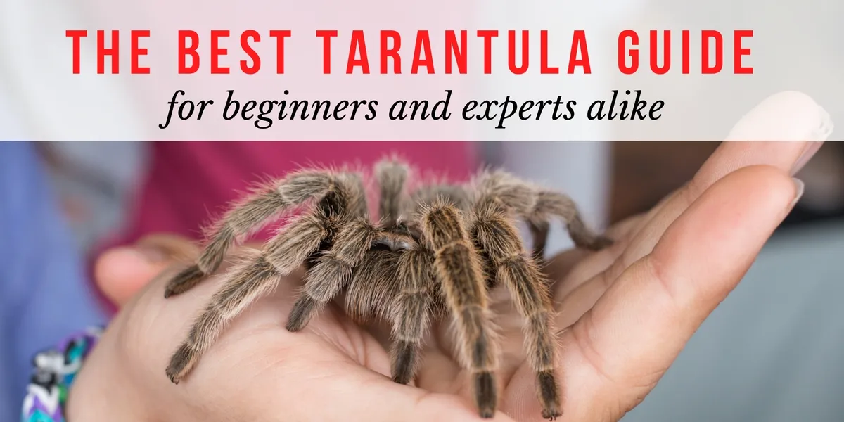 17671 tarantula venom