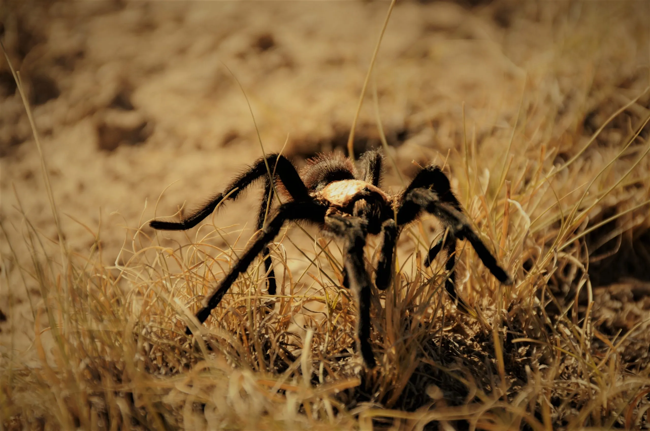 17675 tarantula jogja buying