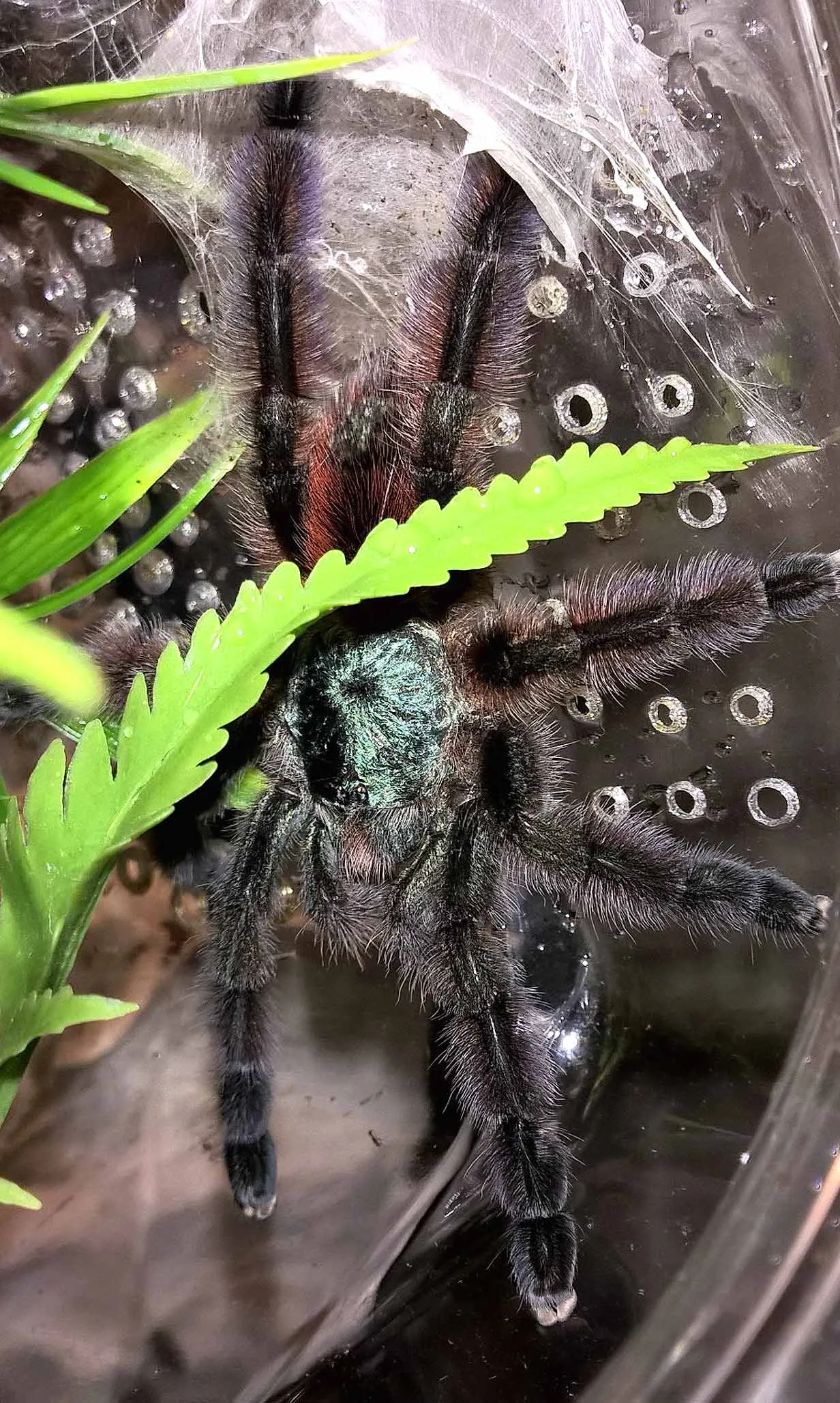 /img/17675-tarantula-jogja-community.webp