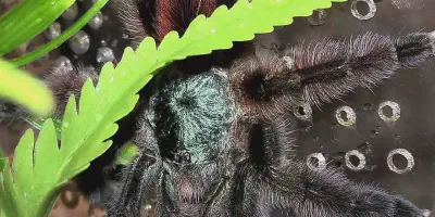 /img/17675-tarantula-jogja-community.webp