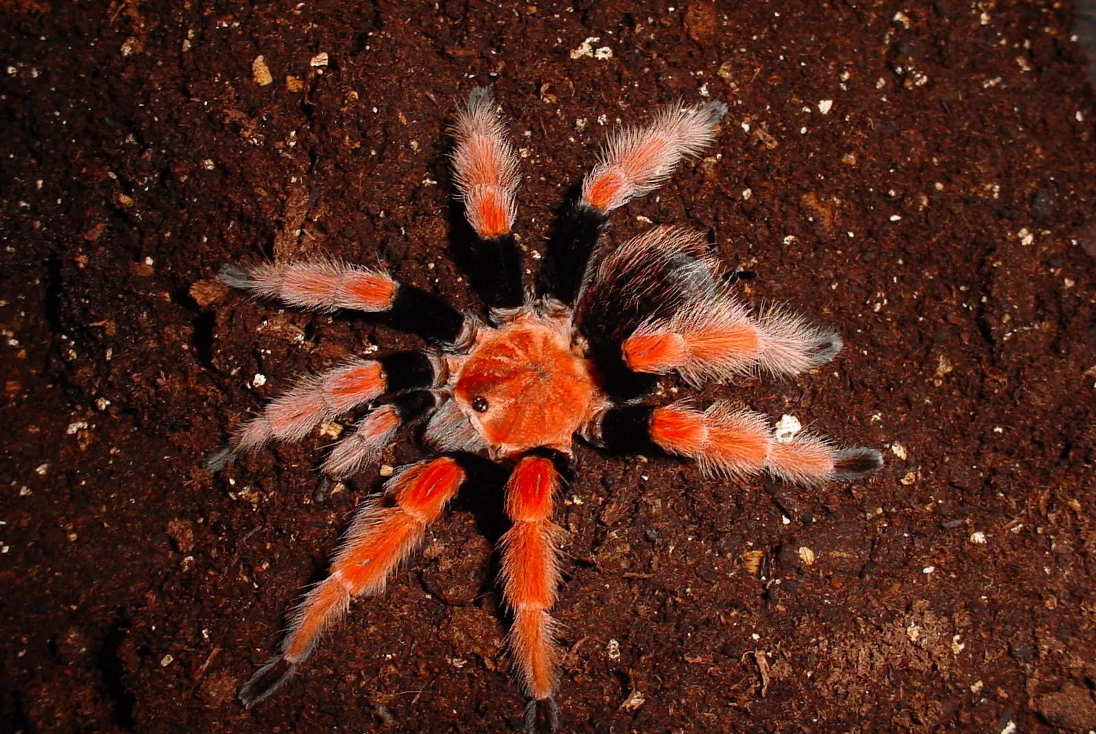 17675 tarantula jogja feeding