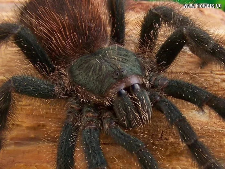 17675 tarantula jogja habitat