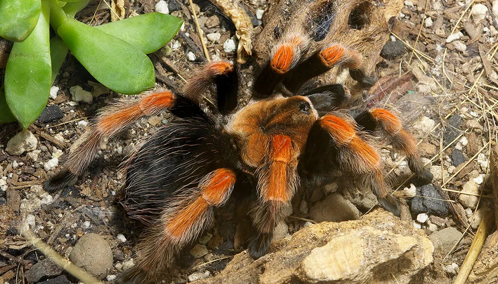 17675 tarantula jogja species