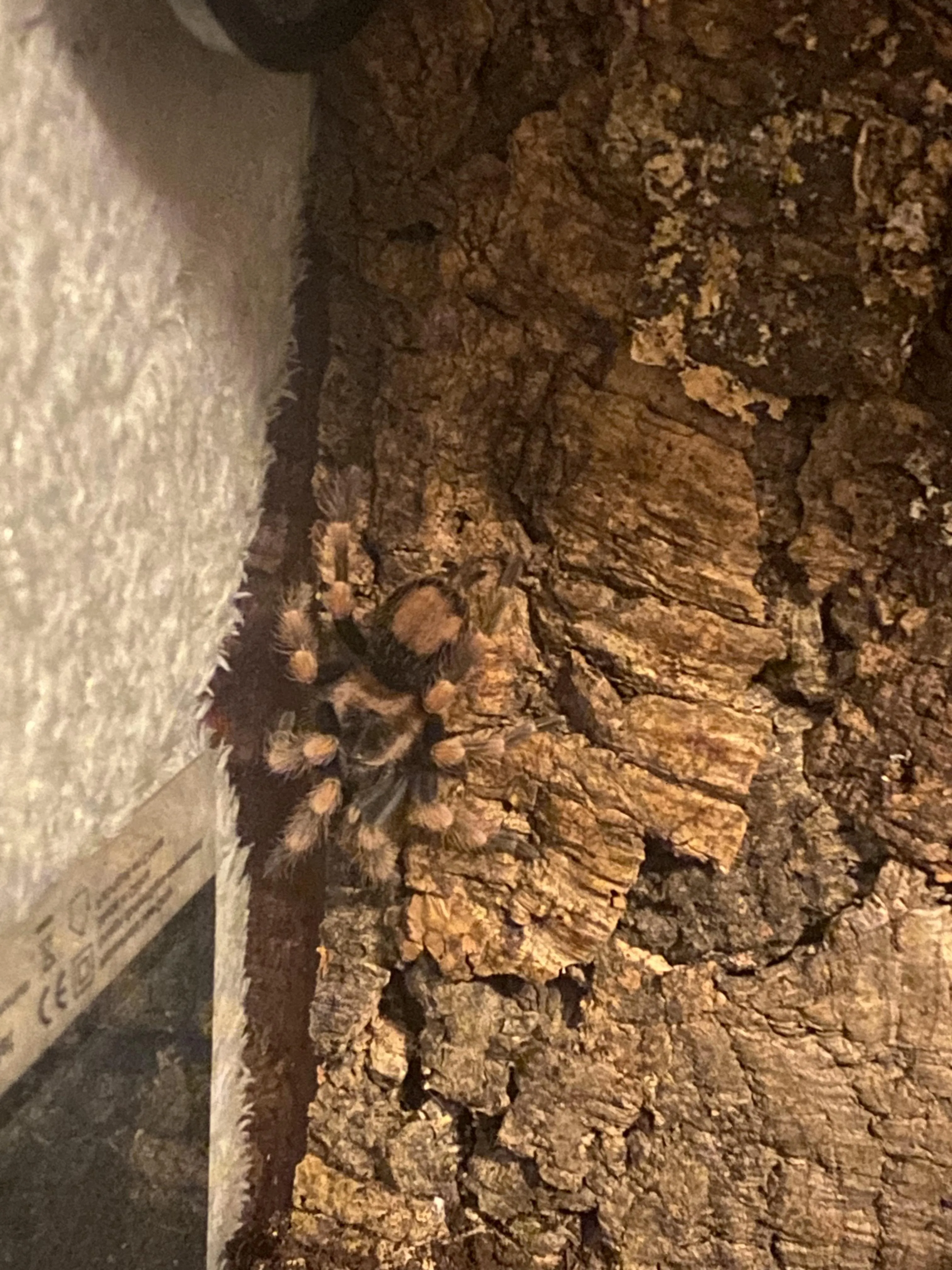 17678 tarantula blunt wrap