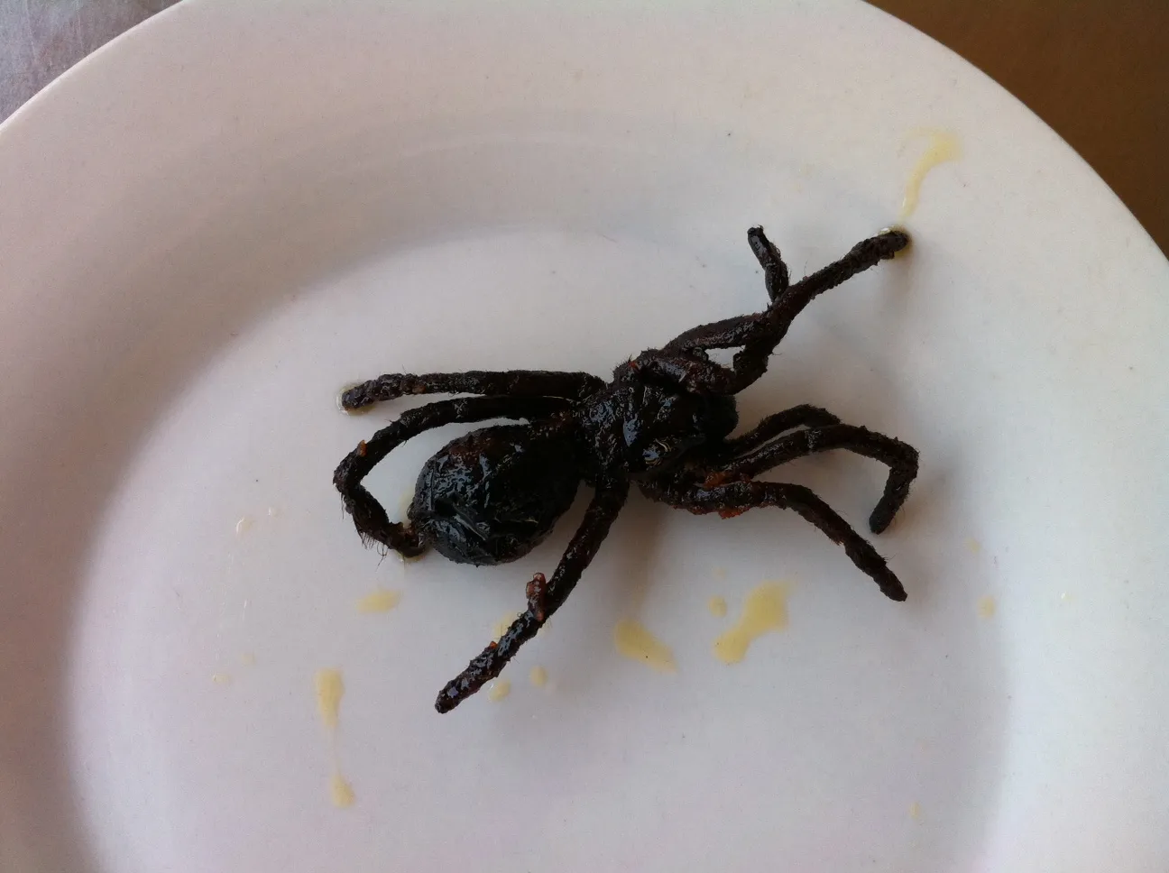 17680 tarantula close up