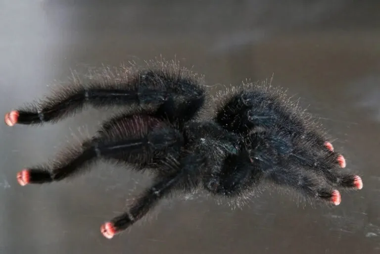 17681 pink toe tarantula enclosure
