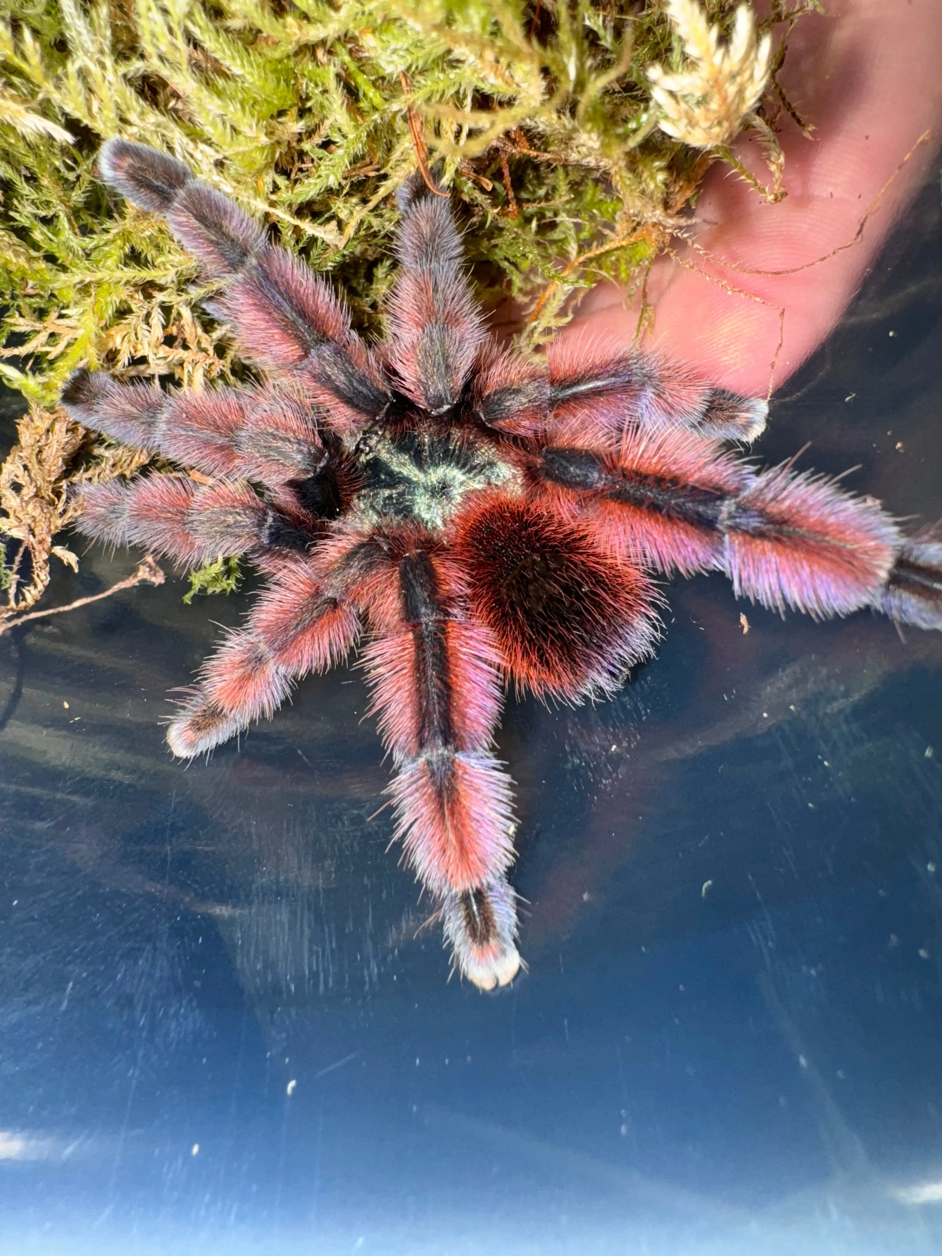 17681 pink toe tarantula feeding