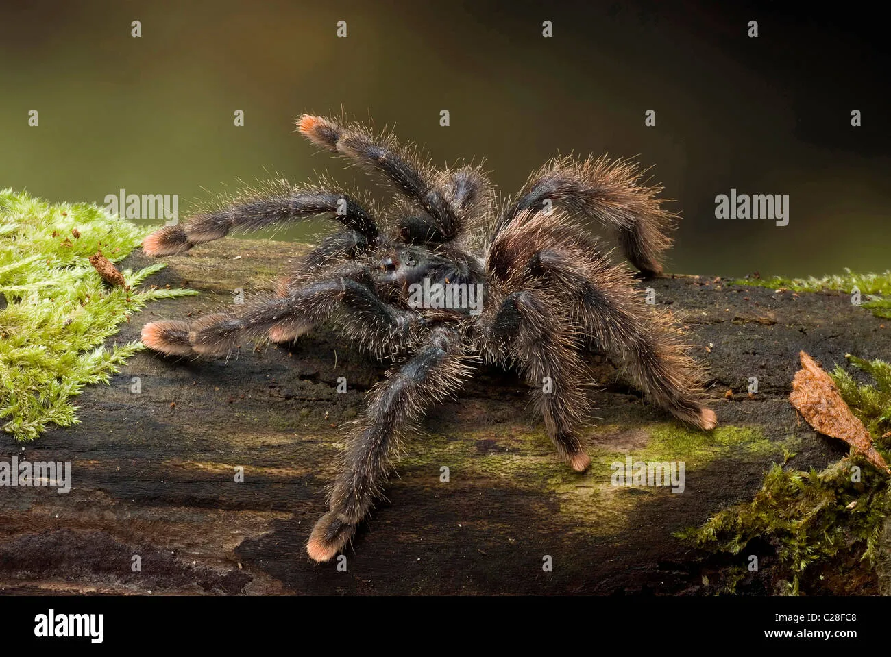 /img/17681-pink-toe-tarantula-handling.webp