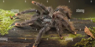 /img/17681-pink-toe-tarantula-handling.webp