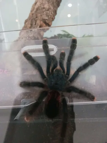 17681 pink toe tarantula health