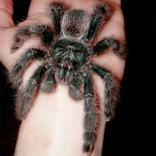 17681 pink toe tarantula morphs