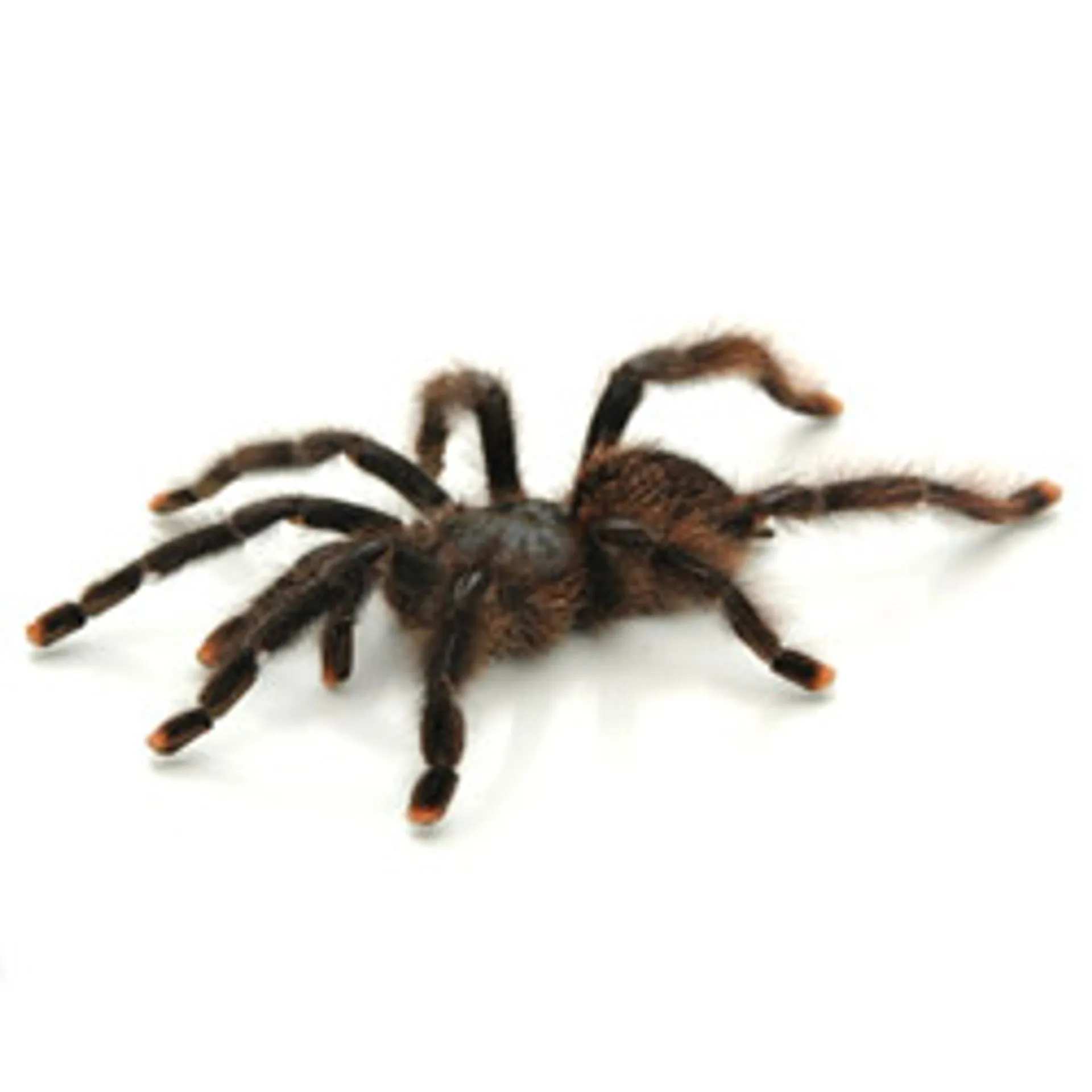 17681 pink toe tarantula overview