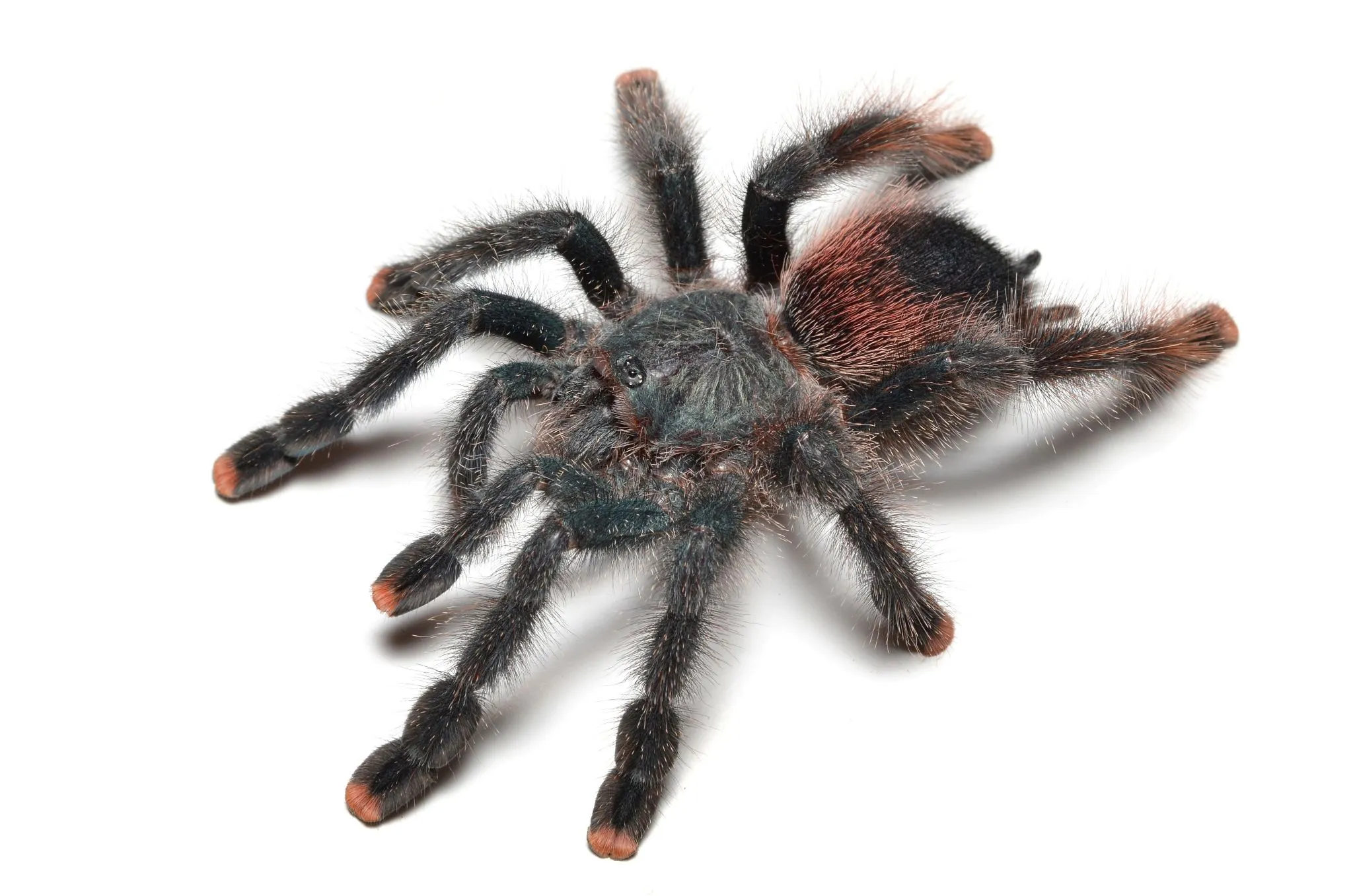 17681 pink toe tarantula size