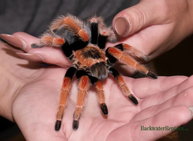 17682 mexican fireleg tarantula overview