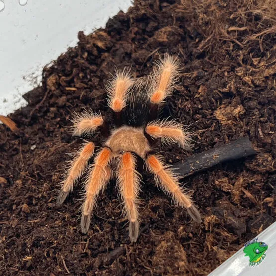 /img/17682-tarantula-enclosure-setup.webp