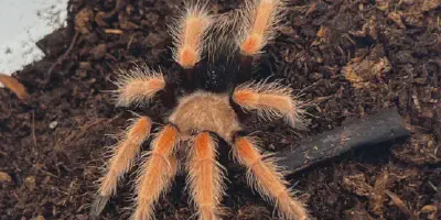 /img/17682-tarantula-enclosure-setup.webp