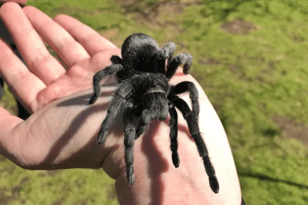 17683 brazilian black tarantula overview