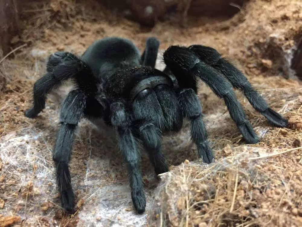 17683 healthy black tarantula