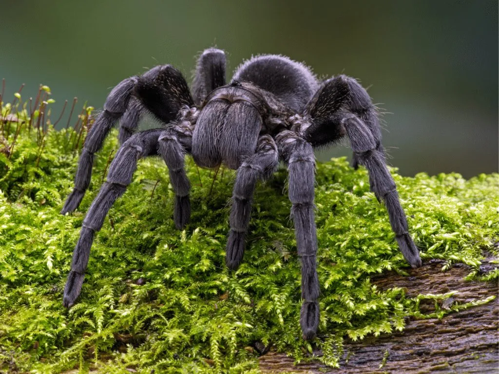 17683 reputable tarantula breeder